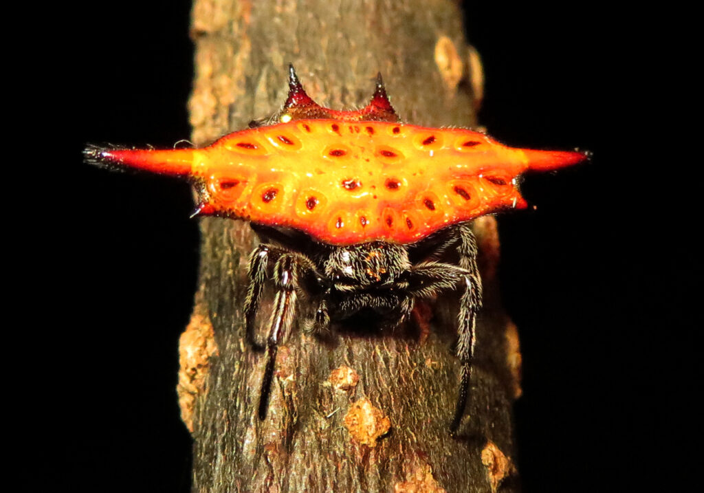 Penenun Jaring Berduri (Genus Gasteracantha)