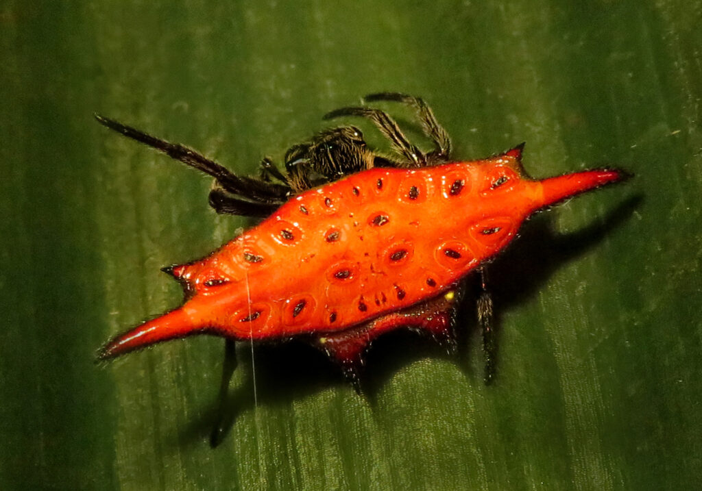 Penenun Jaring Berduri (Genus Gasteracantha)