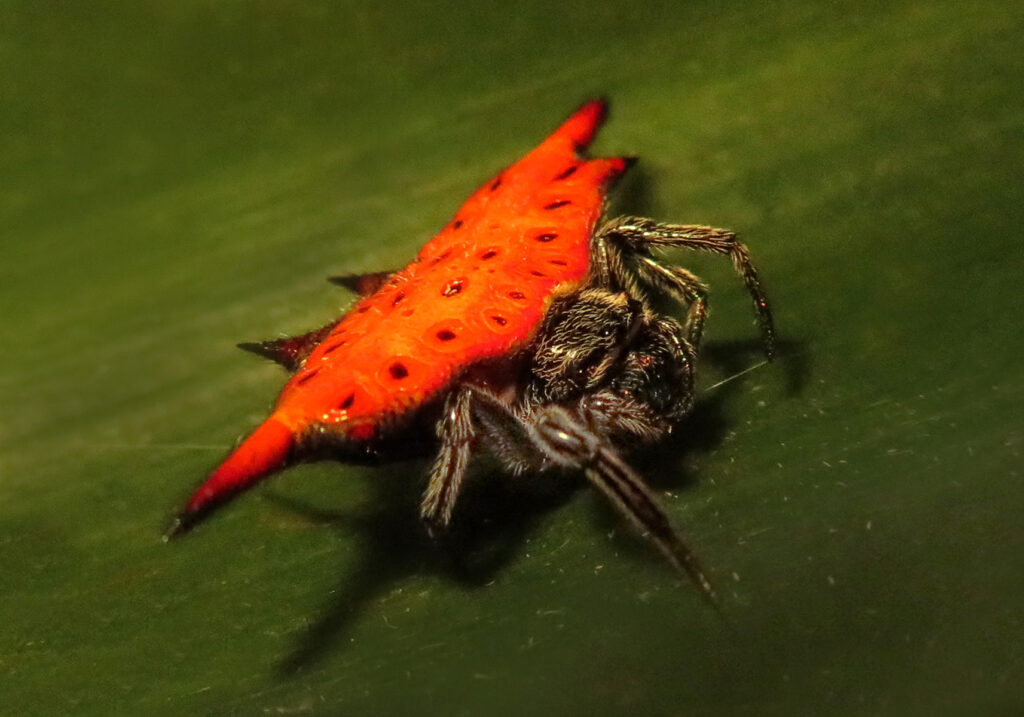Penenun Jaring Berduri (Genus Gasteracantha)