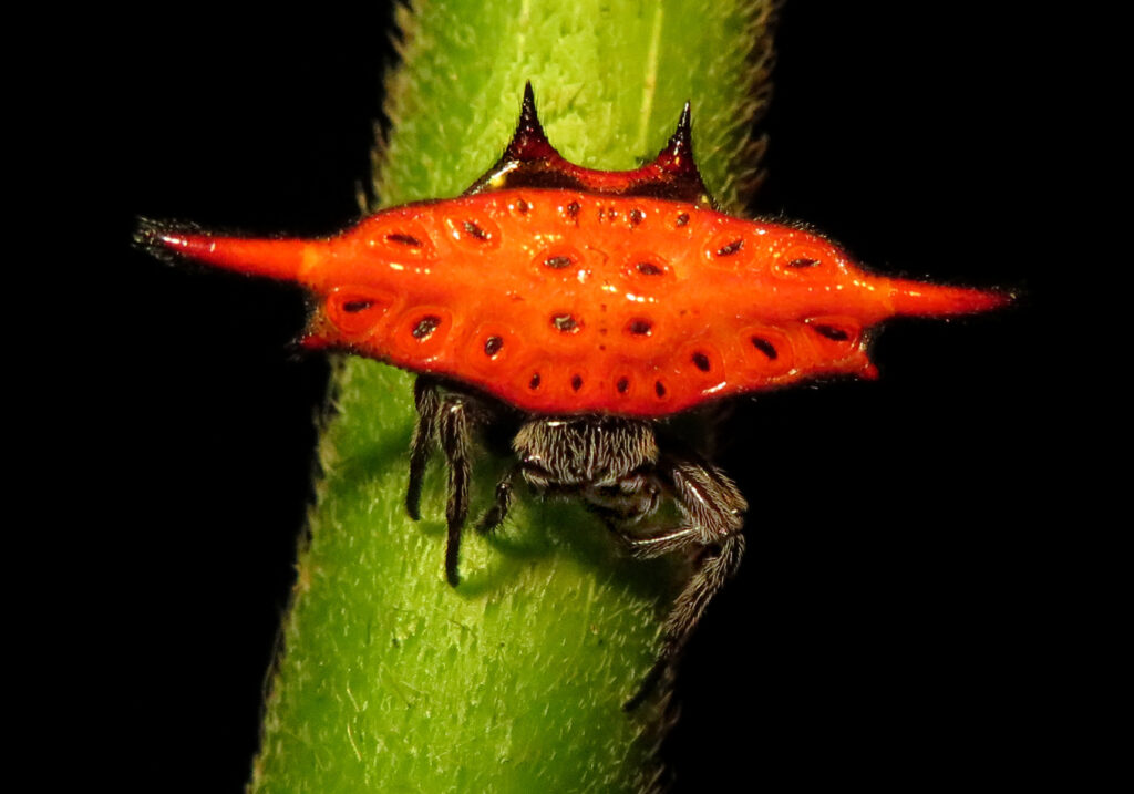 Penenun Jaring Berduri (Genus Gasteracantha)