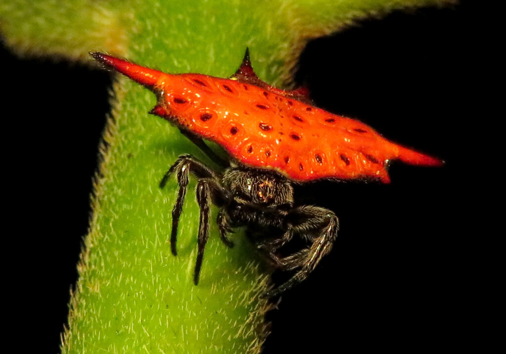 Penenun Jaring Berduri (Genus Gasteracantha)
