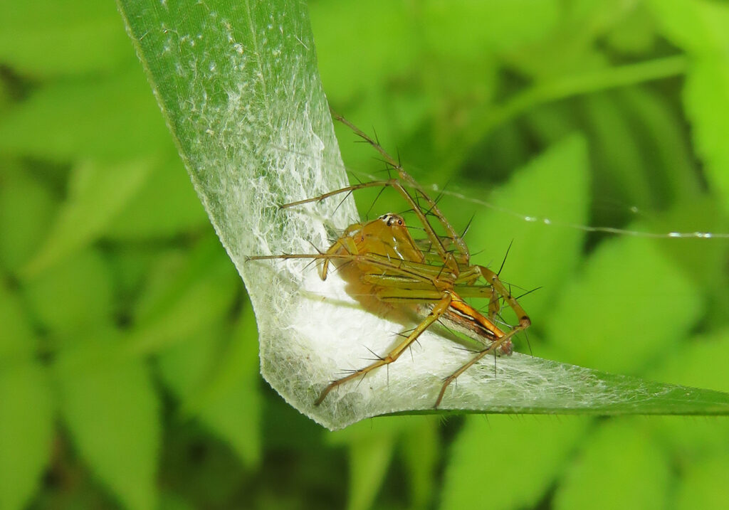 Lynx Spiders (Family Oxyopidae)