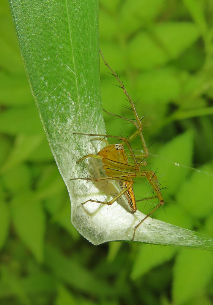 Lynx Spiders (Family Oxyopidae)