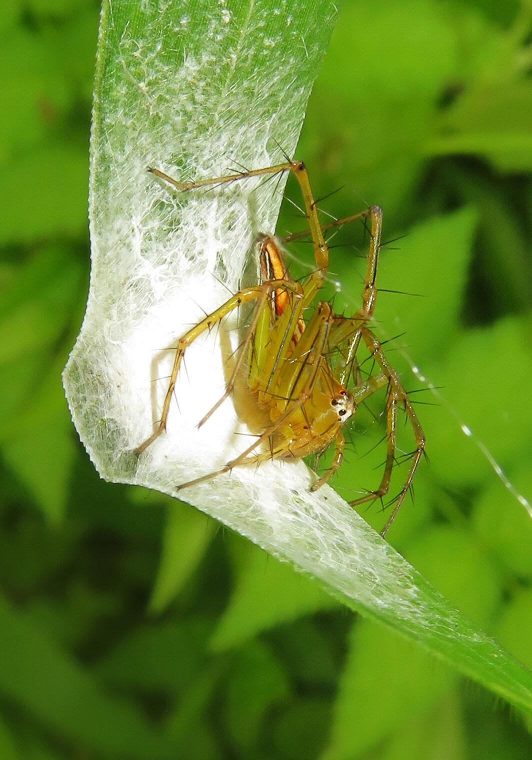 Lynx Spiders (Family Oxyopidae) – Bali Wildlife