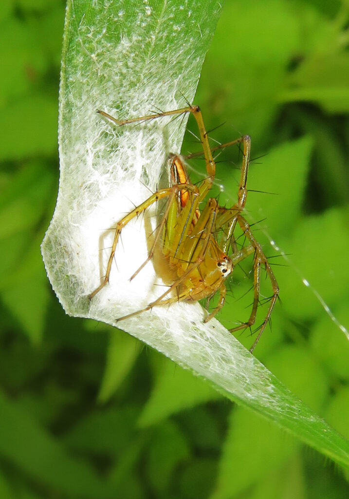 Lynx Spiders (Family Oxyopidae)