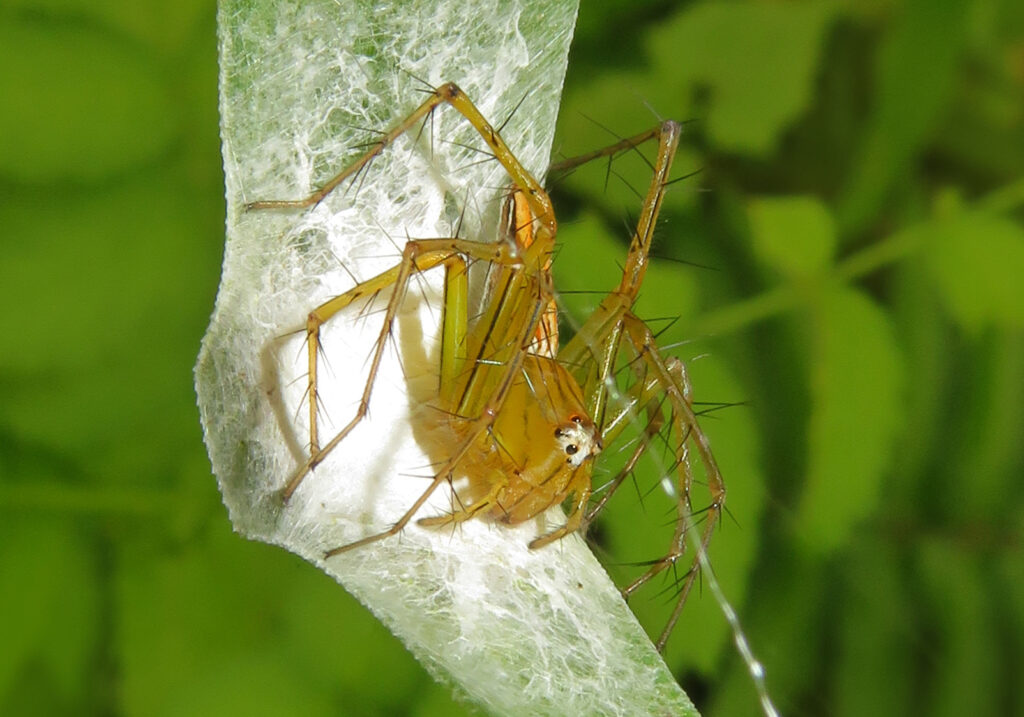 Lynx Spiders (Family Oxyopidae)