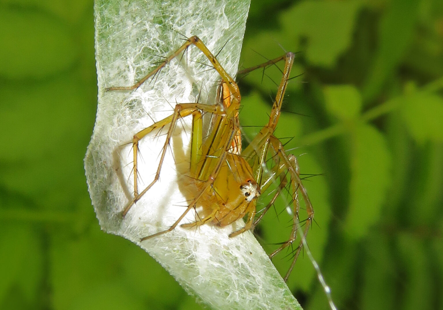 Lynx Spiders (Family Oxyopidae) – Bali Wildlife