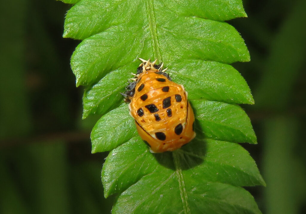 Kumbang Ladybug Berbintik Hitam
