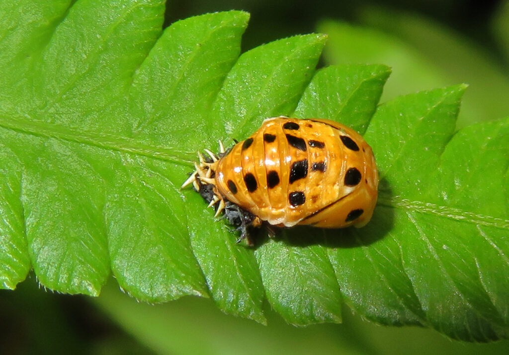 Kumbang Ladybug Berbintik Hitam