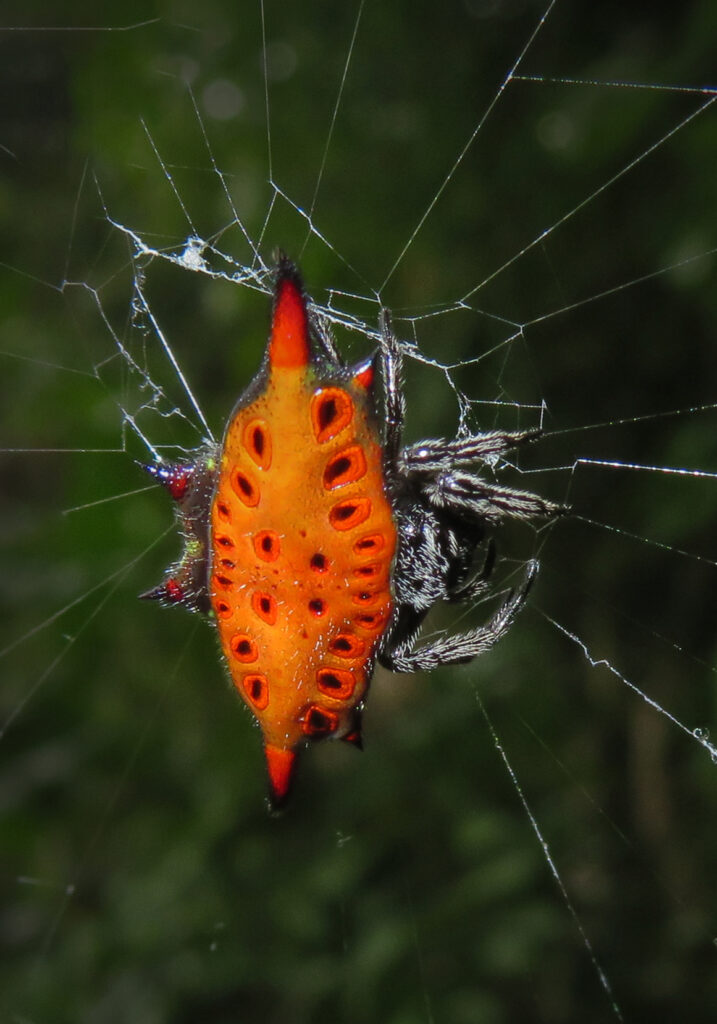Spiny Orbweavers