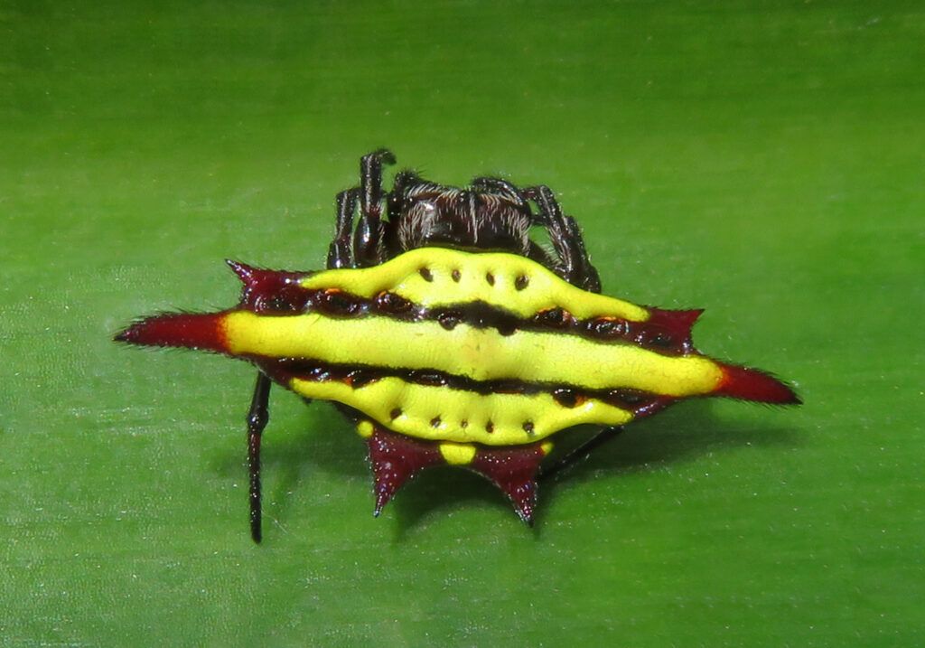 Penenun Jaring Berduri (Genus Gasteracantha)