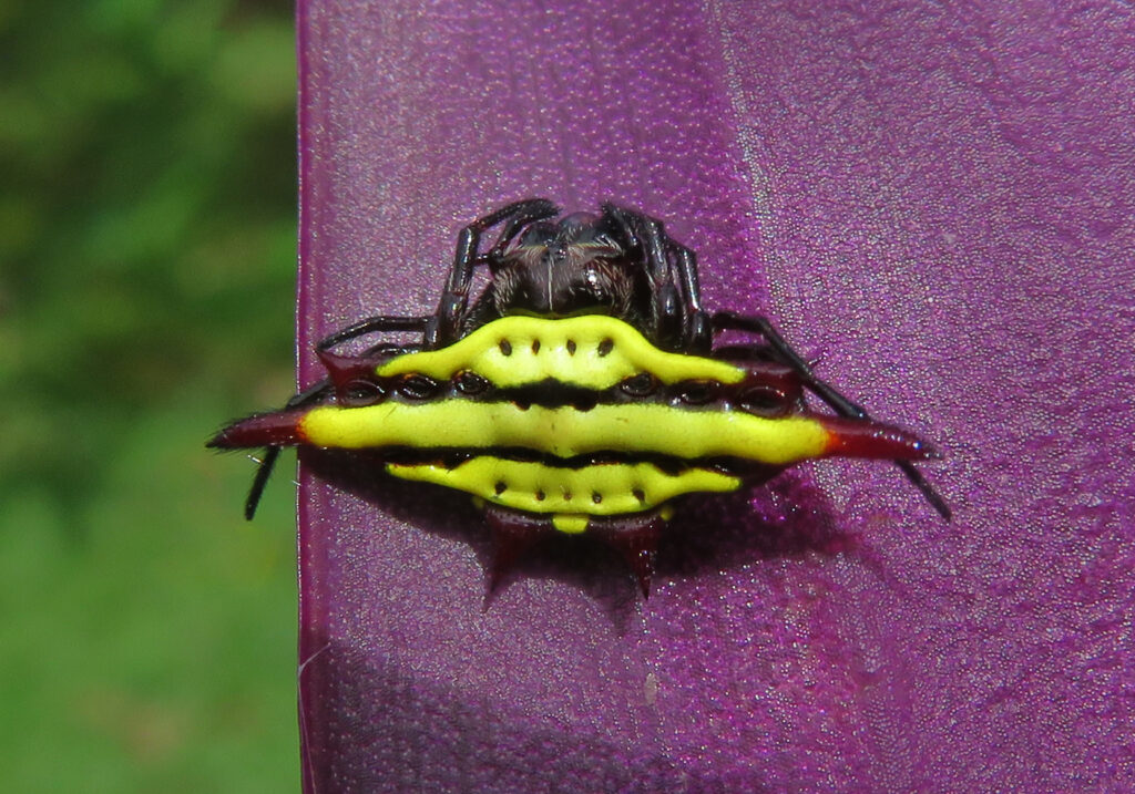 Penenun Jaring Berduri (Genus Gasteracantha)