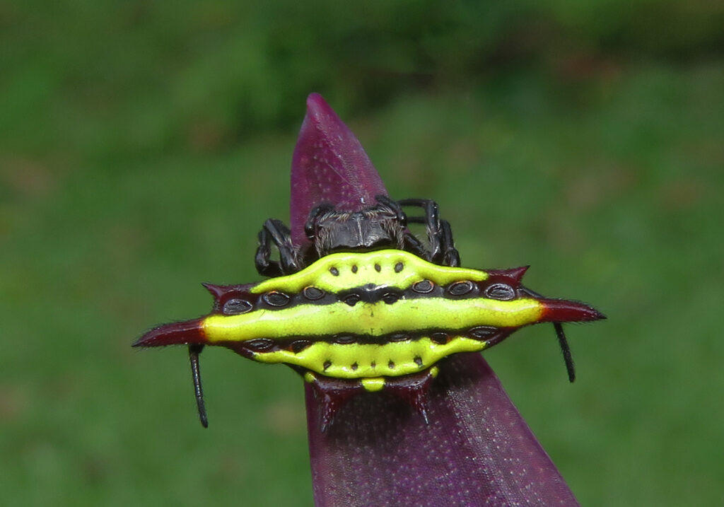 Penenun Jaring Berduri (Genus Gasteracantha)