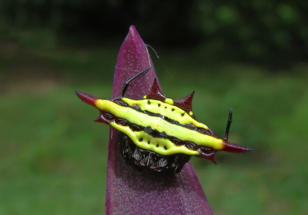 Penenun Jaring Berduri (Genus Gasteracantha)