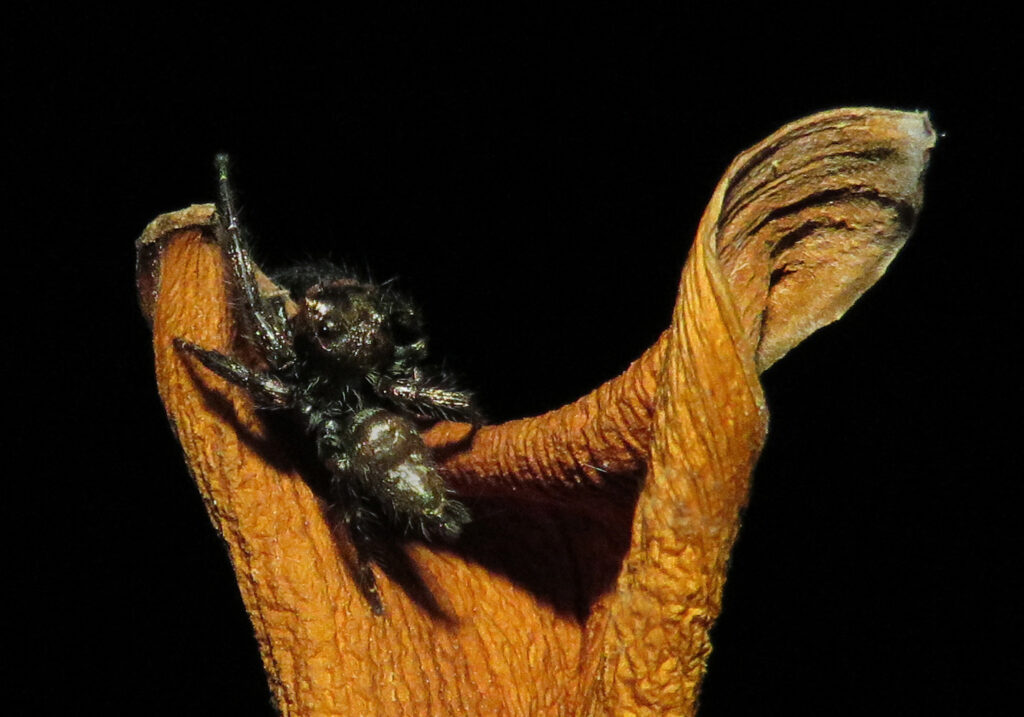 Laba-laba Pelompat Khas (Subfamili Salticinae)