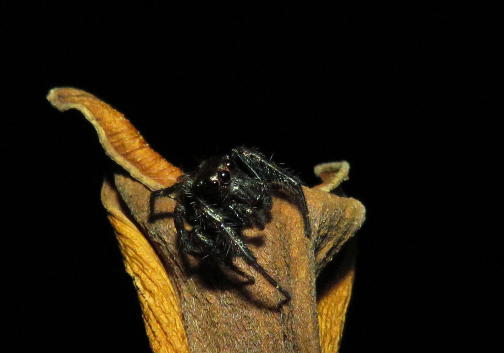 Laba-laba Pelompat Khas (Subfamili Salticinae)