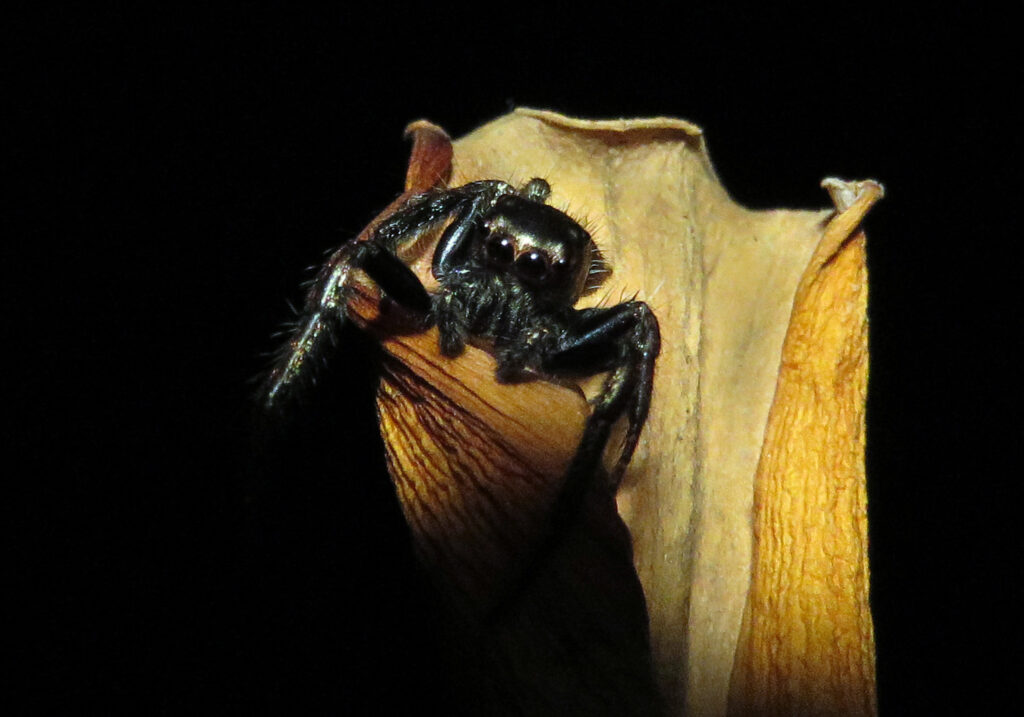 Laba-laba Pelompat Khas (Subfamili Salticinae)