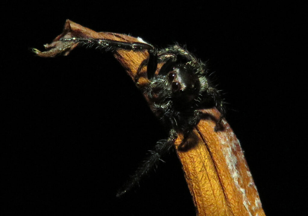 Laba-laba Pelompat Khas (Subfamili Salticinae)