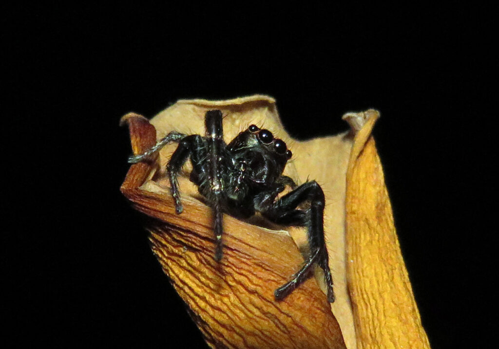 Laba-laba Pelompat Khas (Subfamili Salticinae)