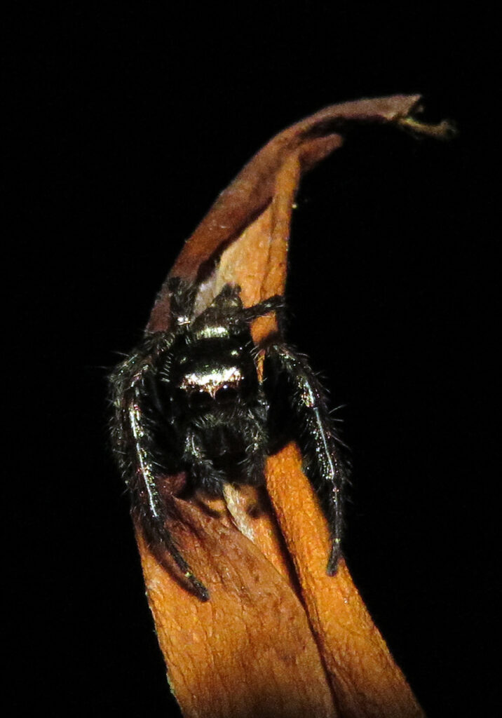 Laba-laba Pelompat Khas (Subfamili Salticinae)