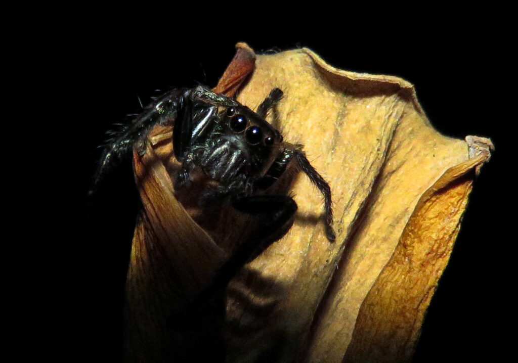 Laba-laba Pelompat Khas (Subfamili Salticinae)