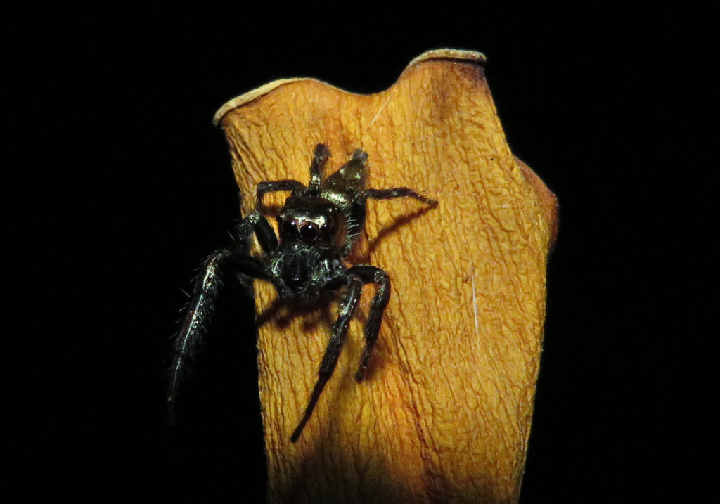 Laba-laba Pelompat Khas (Subfamili Salticinae)
