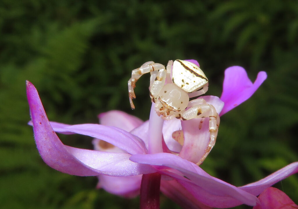 Laba-laba Kepiting Bunga (Genus Thomisus)