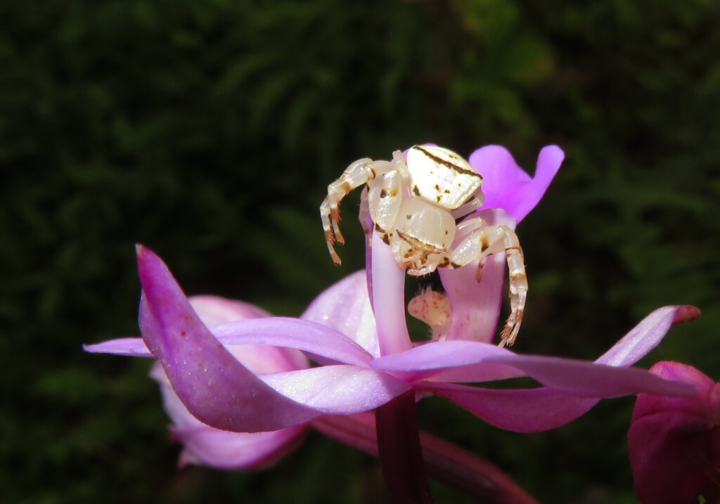 Laba-laba Kepiting Bunga (Genus Thomisus)