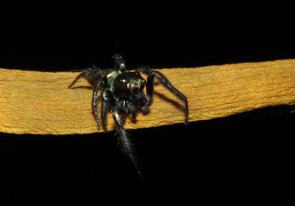 Laba-laba Pelompat Khas (Subfamili Salticinae)