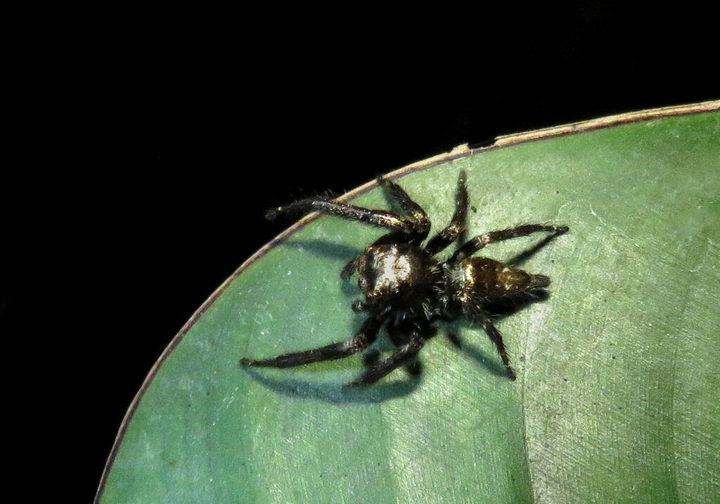 Laba-laba Pelompat Khas (Subfamili Salticinae)