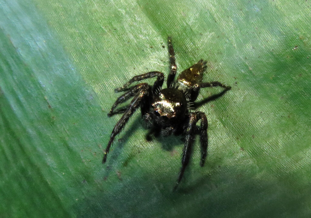 Laba-laba Pelompat Khas (Subfamili Salticinae)