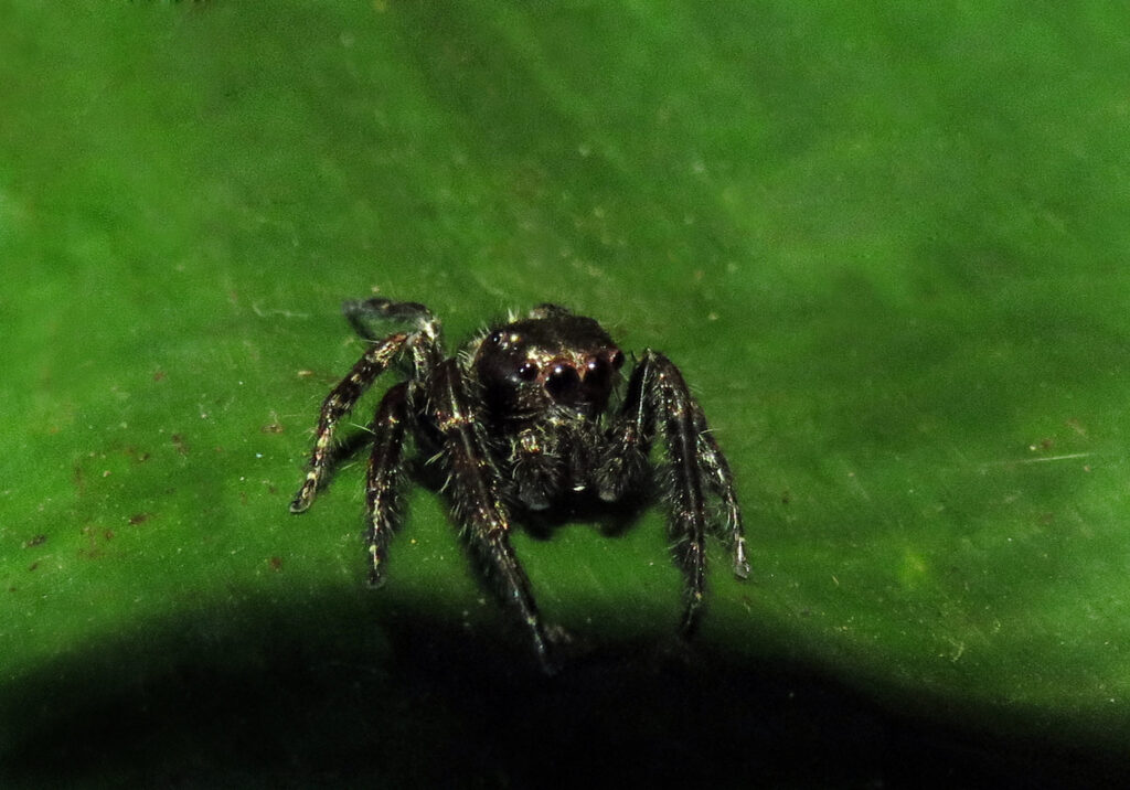 Laba-laba Pelompat Khas (Subfamili Salticinae)