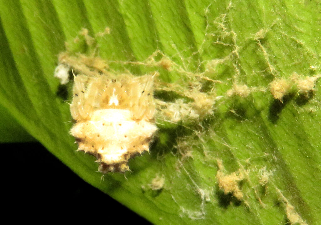 Laba-laba Penenun (Famili Araneidae)