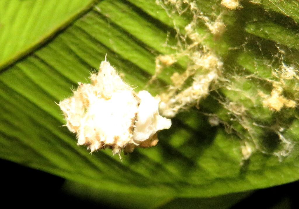Laba-laba Penenun (Famili Araneidae)