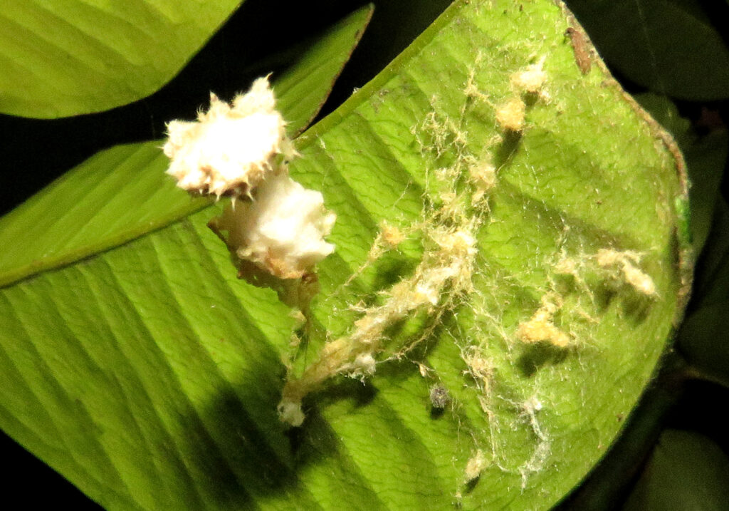 Laba-laba Penenun (Famili Araneidae)