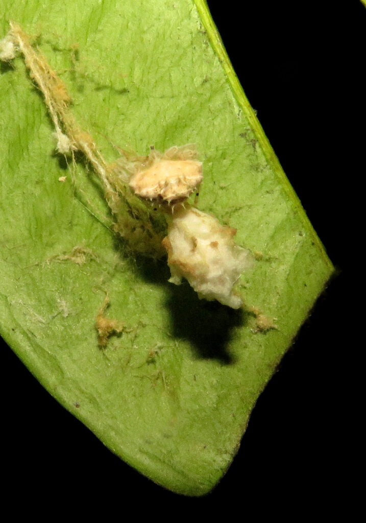 Laba-laba Penenun (Famili Araneidae)