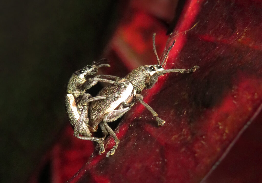 True Weevils (Family Curculionidae)