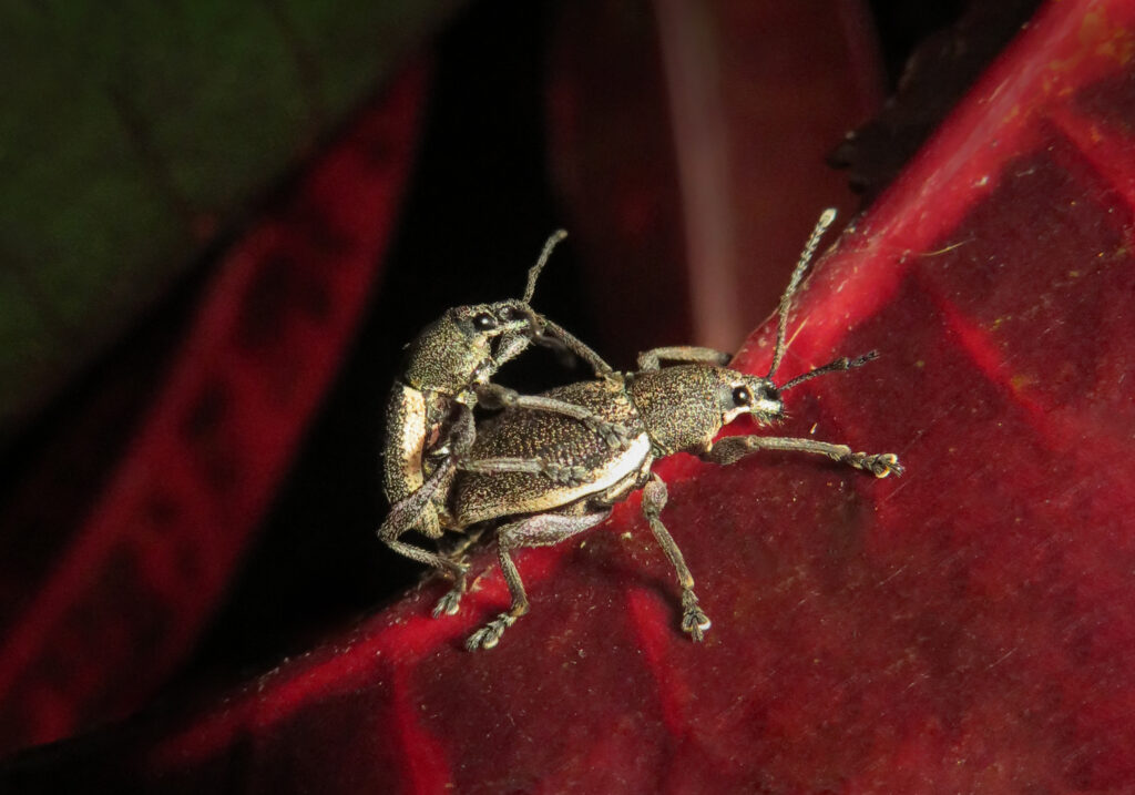 True Weevils (Family Curculionidae)
