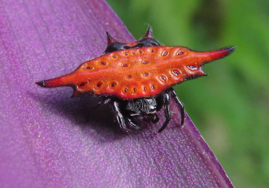 Penenun Jaring Berduri (Genus Gasteracantha)