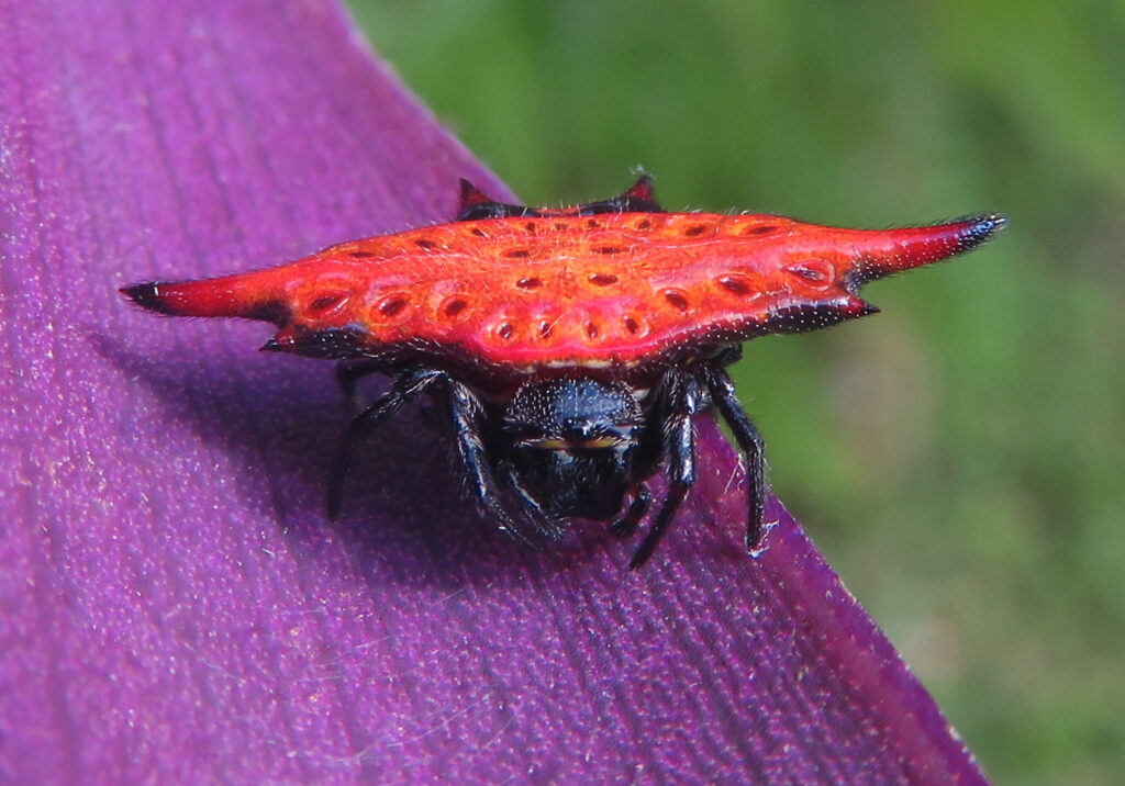Penenun Jaring Berduri (Genus Gasteracantha)