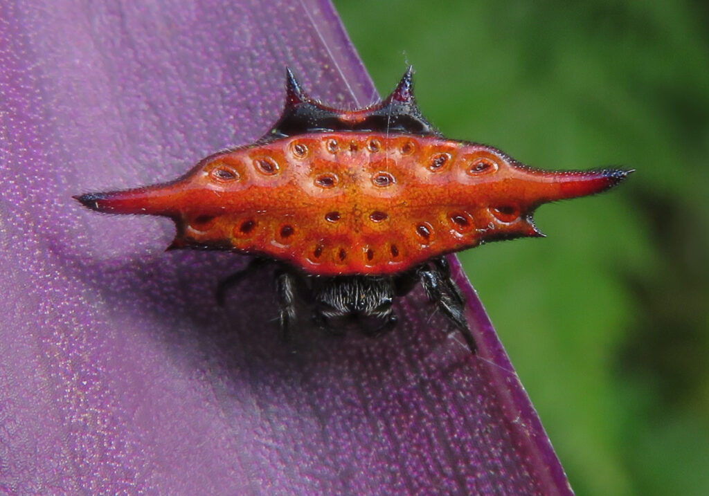 Penenun Jaring Berduri (Genus Gasteracantha)