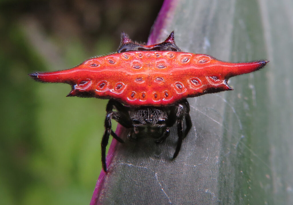 Penenun Jaring Berduri (Genus Gasteracantha)