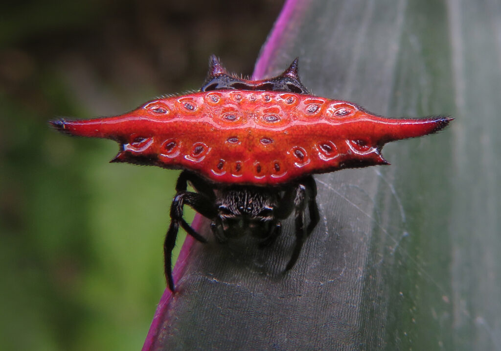 Penenun Jaring Berduri (Genus Gasteracantha)
