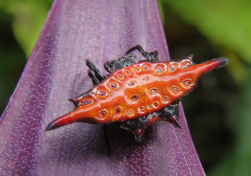 Penenun Jaring Berduri (Genus Gasteracantha)