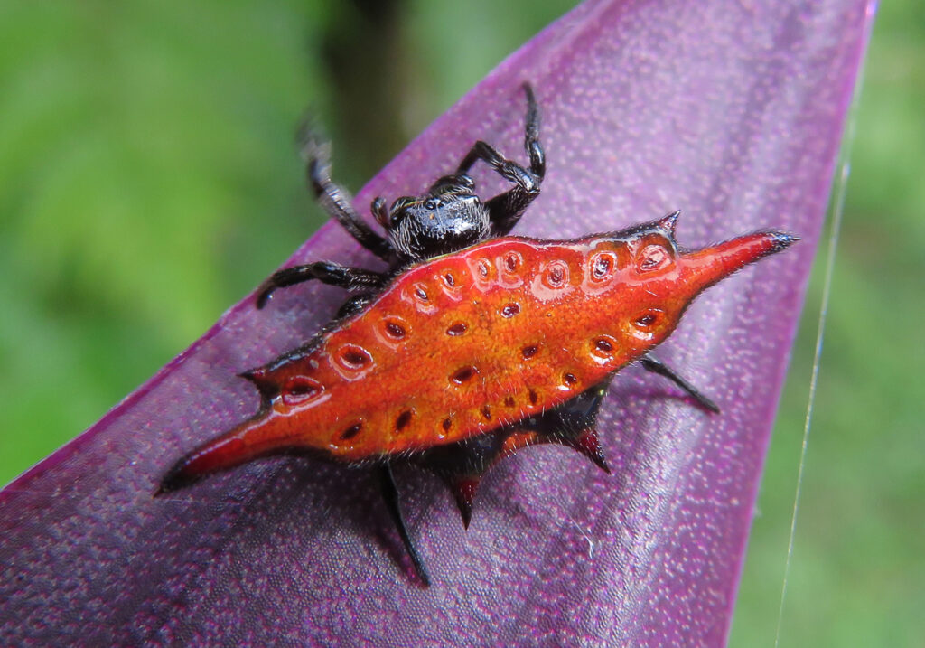 Penenun Jaring Berduri (Genus Gasteracantha)
