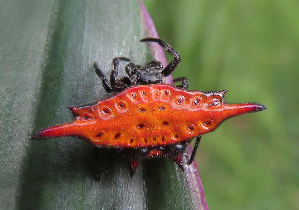 Penenun Jaring Berduri (Genus Gasteracantha)