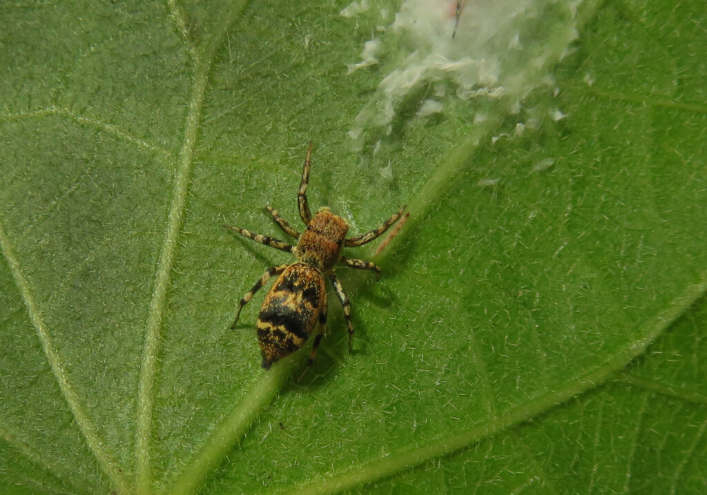 Laba-laba Lompat Berwarna-warni (Genus Cosmophasis)