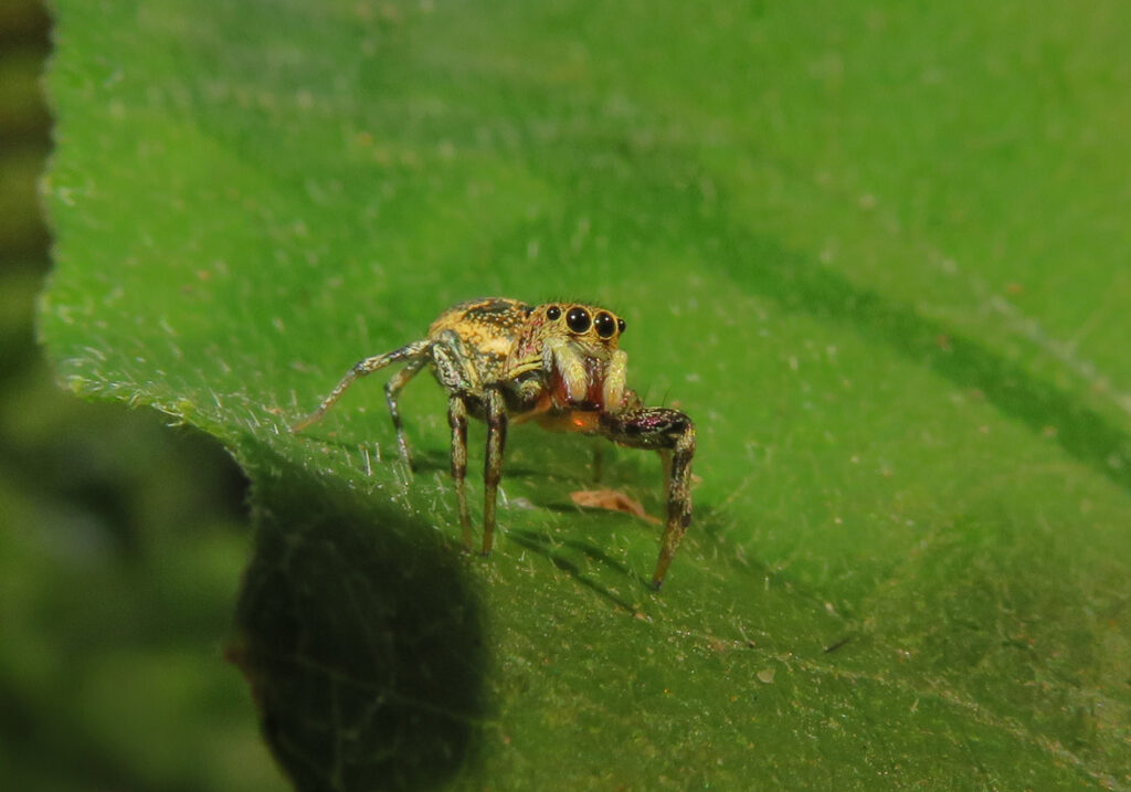 Laba-laba Lompat Berwarna-warni (Genus Cosmophasis)