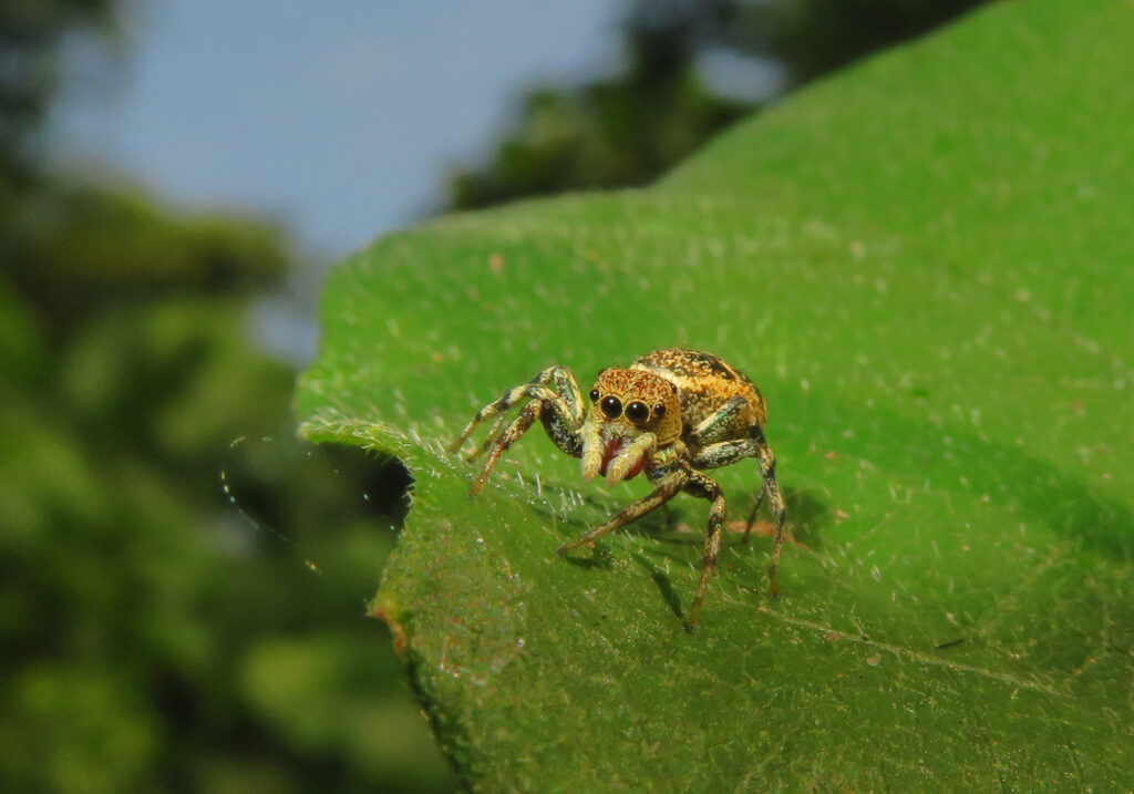 Laba-laba Lompat Berwarna-warni (Genus Cosmophasis)