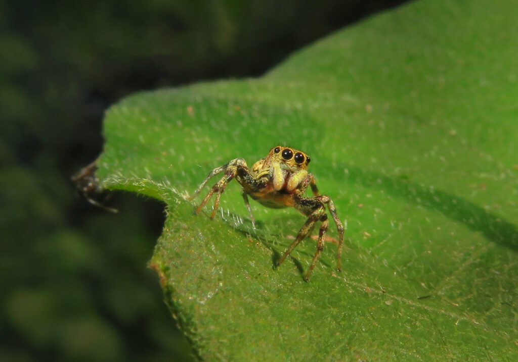 Laba-laba Lompat Berwarna-warni (Genus Cosmophasis)
